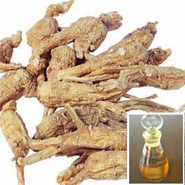 angelica root oil